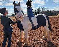 experience-gypsy-vanner-horse