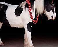 piebald-gypsy-vanner-horse