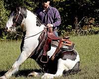 gypsy-vanner-horse
