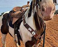 draft-gypsy-vanner-horse