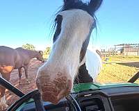 athletic-gypsy-vanner-horse