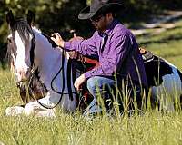 calf-roping-gypsy-vanner-horse