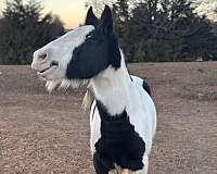 experienced-gypsy-vanner-horse