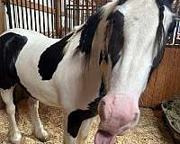 field-hunter-gypsy-vanner-horse