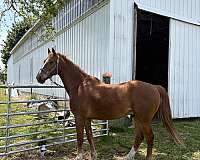 amazing-saddlebred-horse