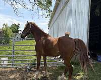 amish-broke-saddlebred-horse