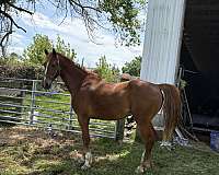amish-trained-saddlebred-horse