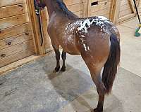 bay-blanket-over-hips-horse