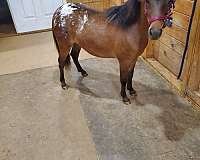 bay-black-appaloosa-filly-yearling