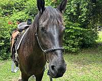 endurance-quarter-horse