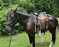 athletic-quarter-horse