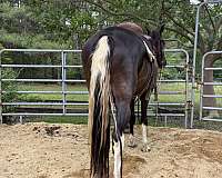smart-quarter-horse