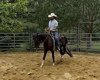 all-around-quarter-horse
