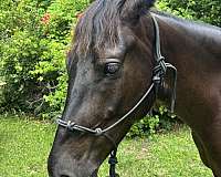 horsemanship-quarter-horse