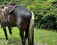 ranch-quarter-horse
