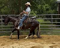 ranch-work-quarter-horse