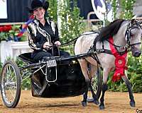 buckskin-horse