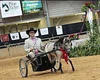 pleasure-driving-miniature-horse