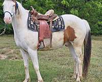 paint-gelding