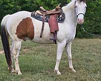 paint-horse-for-sale