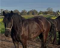 beginner-friesian-horse