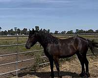 black-friesian-filly