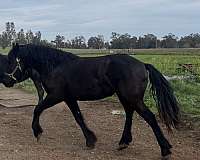 black-beginner-horse