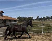 beginner-filly