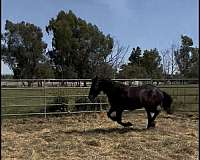 beginner-horse