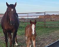 colored-tennessee-walking-horse