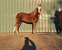 cute-tennessee-walking-horse