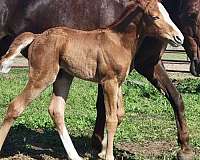 blue-eyed-stud-tennessee-walking-horse