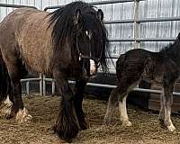 11-hand-smokey-black-horse