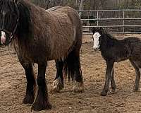 homozygous-black-gypsy-vanner-horse
