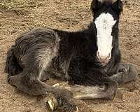 smokey-black-gypsy-vanner-colt