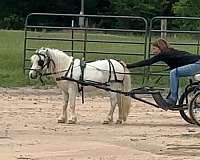miniature-gypsy-pony