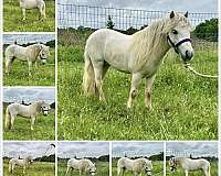miniature-gypsy-stallion