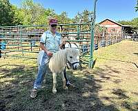 grey-color-producer-pony