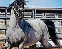 blue-roan-marchador-horse