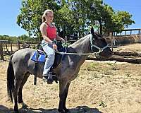 stallion-marchador-horse