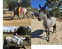 flashy-marchador-horse