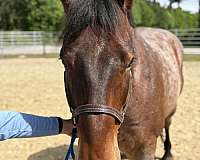 15-hand-draft-gelding