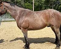 bay-roan-gelding-for-sale