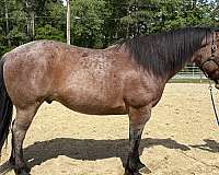 bay-roan-draft-gelding