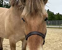 14-hand-mare