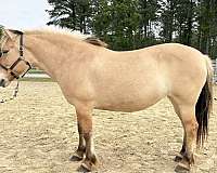 14-hand-fjord-mare