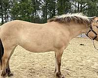 14-hand-fjord-horse