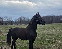 dutch-warmblood-horse-for-sale