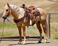 athletic-quarter-horse