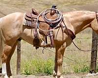 beginner-quarter-horse